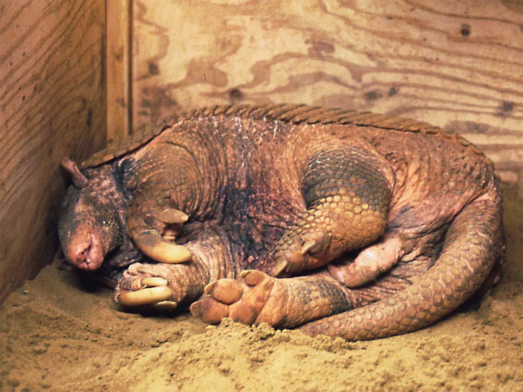 Giant armadillo sleeping (old photo)