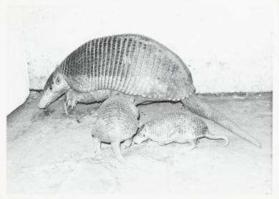 Giant armadillo with 2 other armadillos