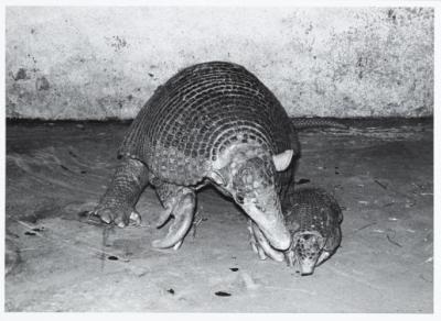 Giant armadillo with young