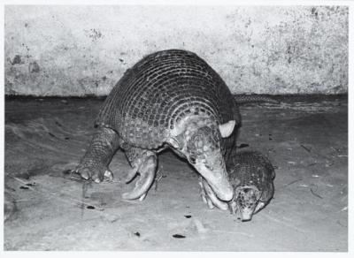 Giant Armadillo