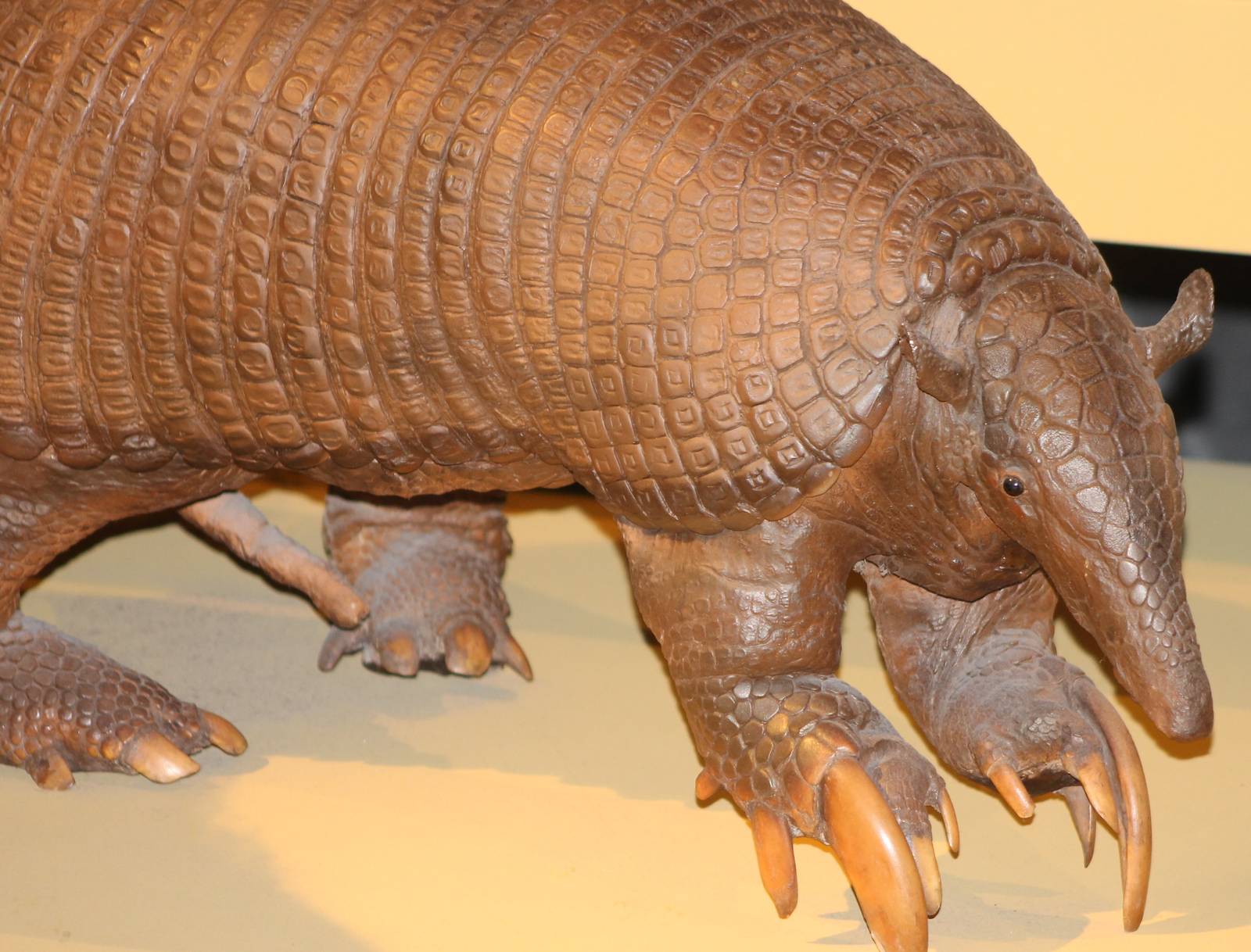 Giant armadillo