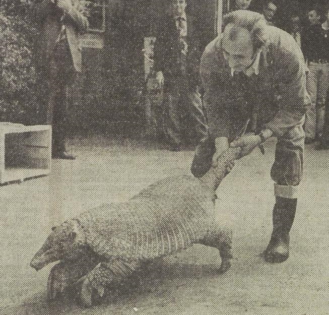 Giant armadillo