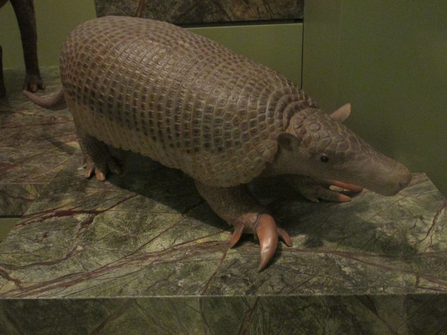 giant armadillo