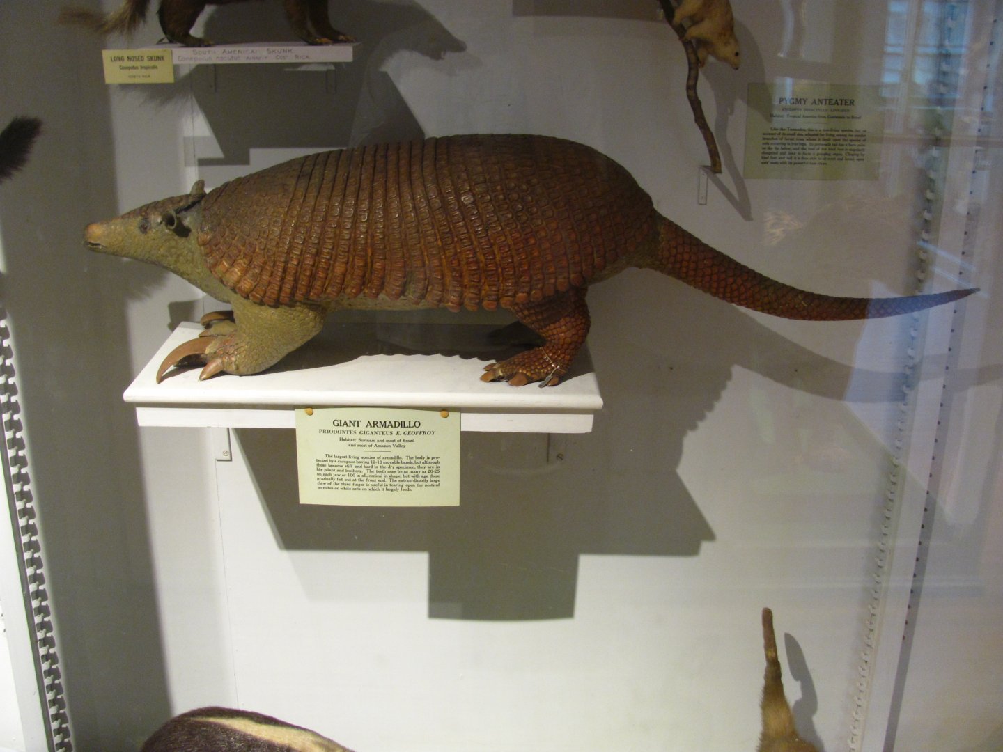 Giant Armadillo