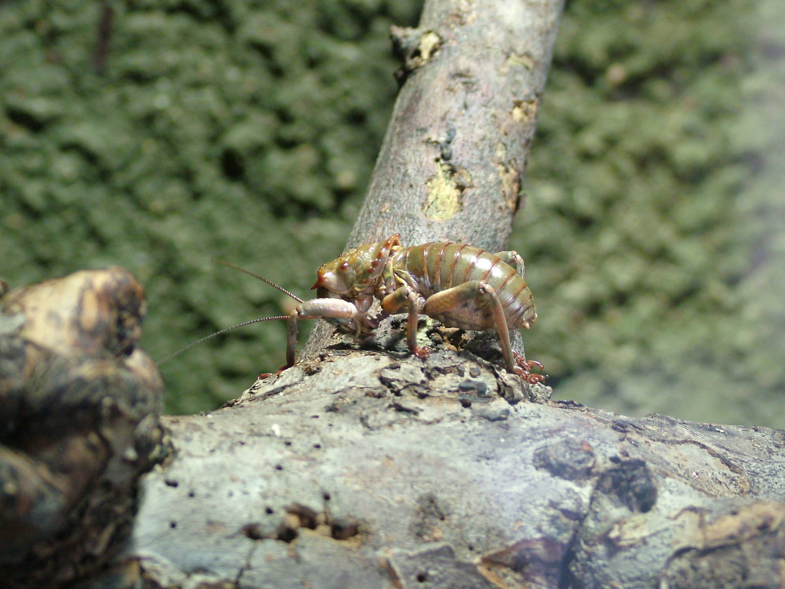 Giant Armoured Ground Cricket at Berlin Zoo Aquarium, 31/08/11