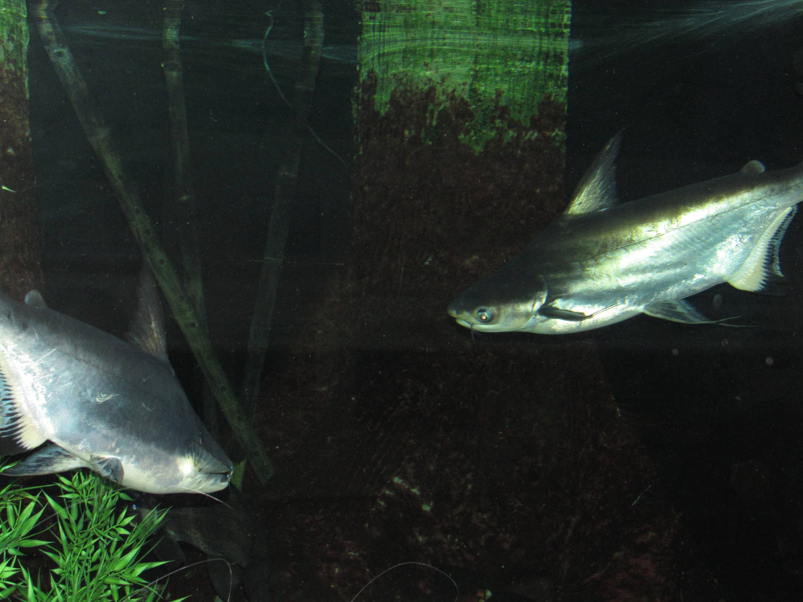 Giant Asian Catfish in Richard Friedrich Aquarium