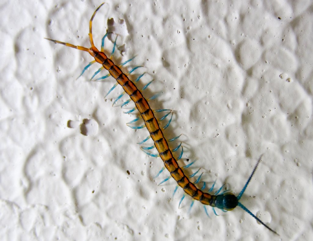 Giant Asian Centipede (Scolopendra morsitans), juvenile
