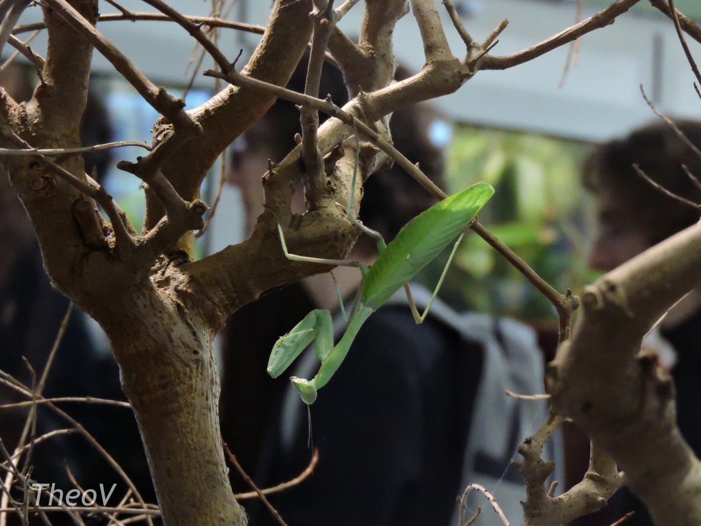 Giant Asian mantis [2017]