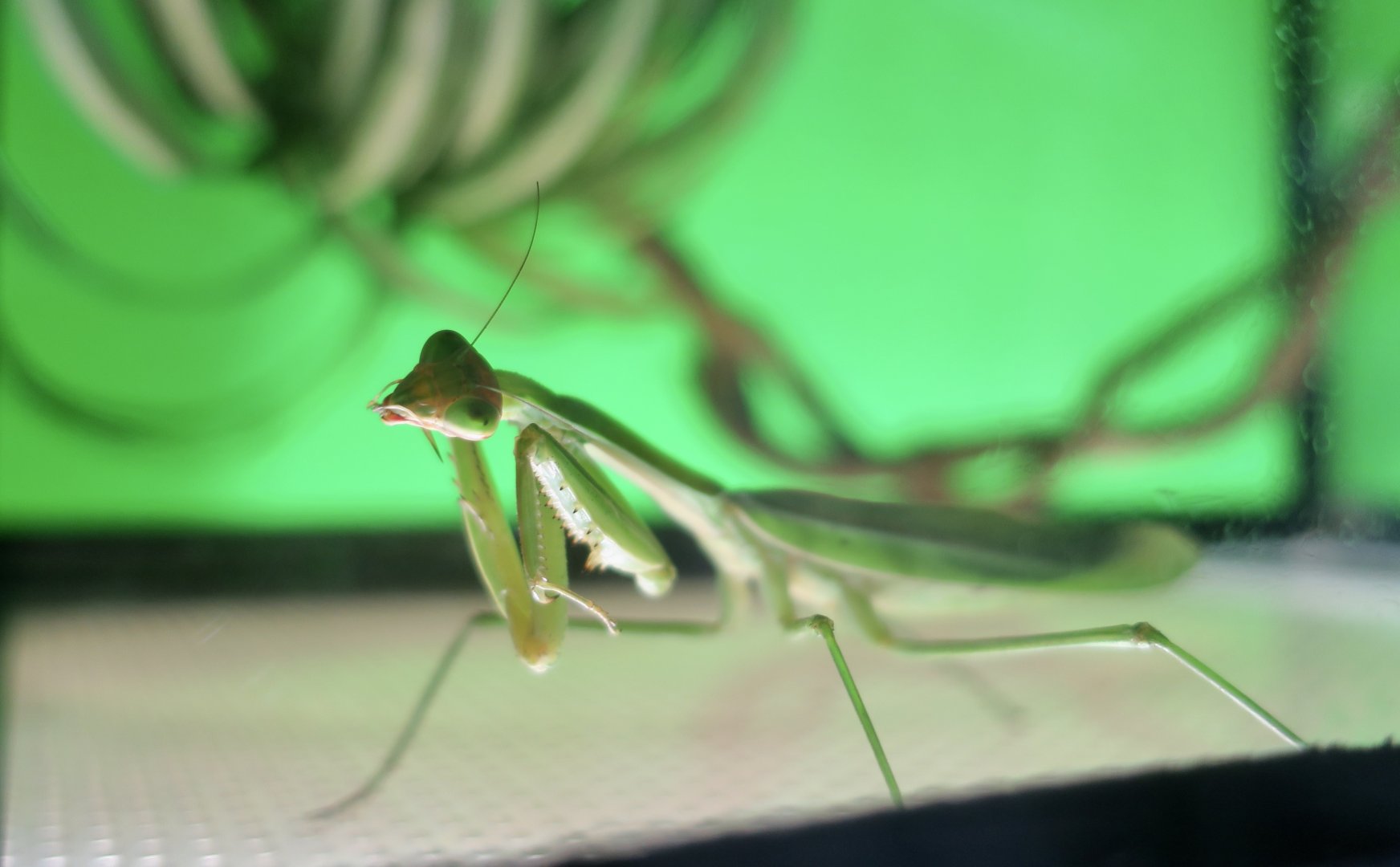 Giant Asian Mantis (Hierodula membranacea)