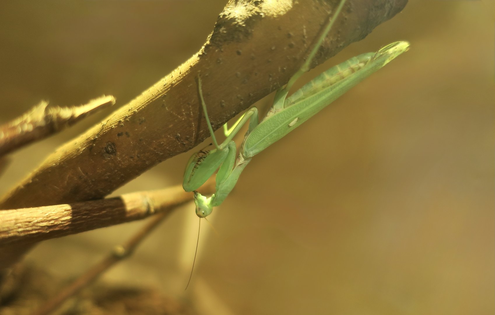 Giant Asian Mantis (Hierodula patellifera) - Taiwan Insectarium (台灣昆蟲館)