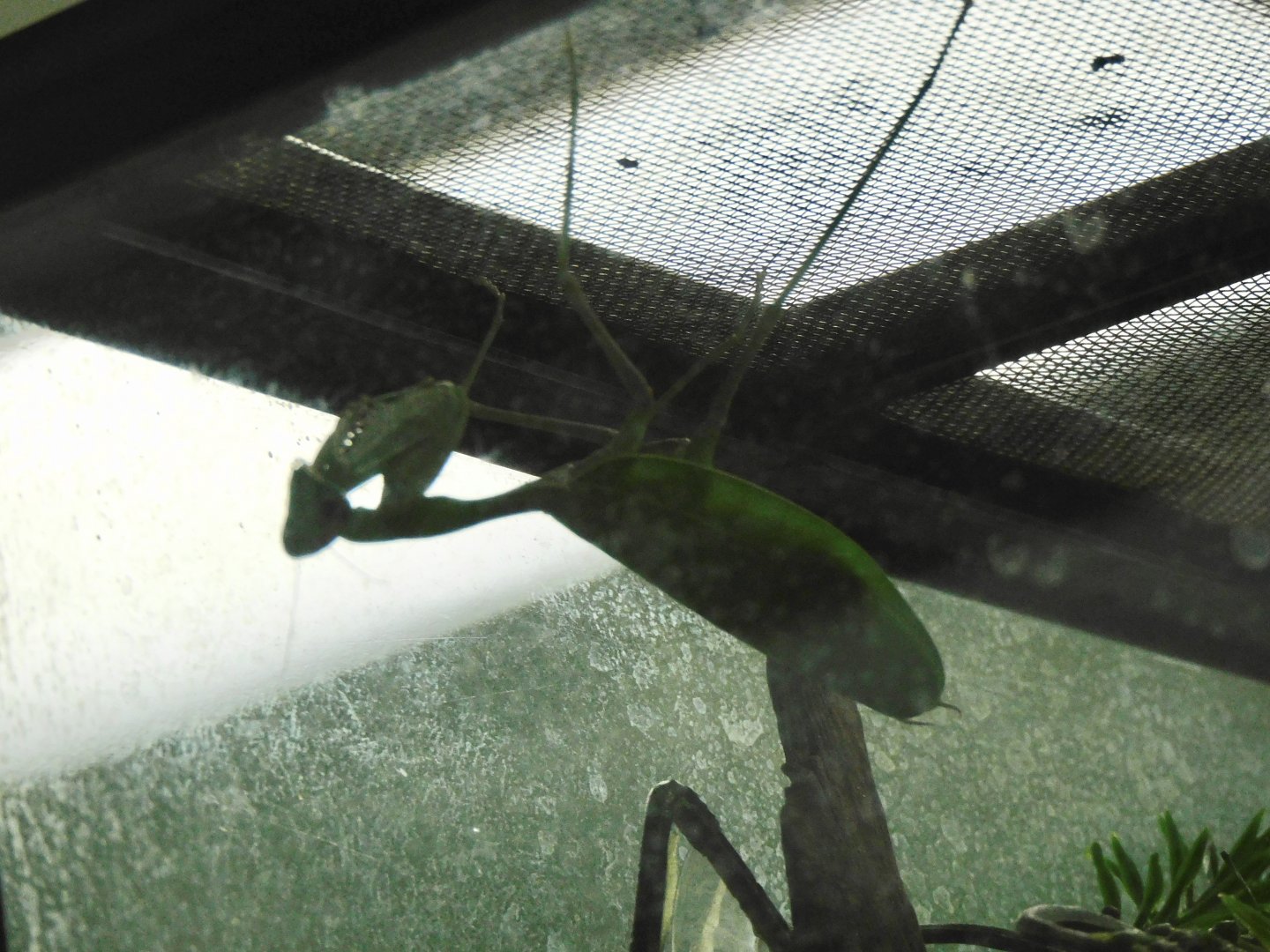 Giant asian mantis