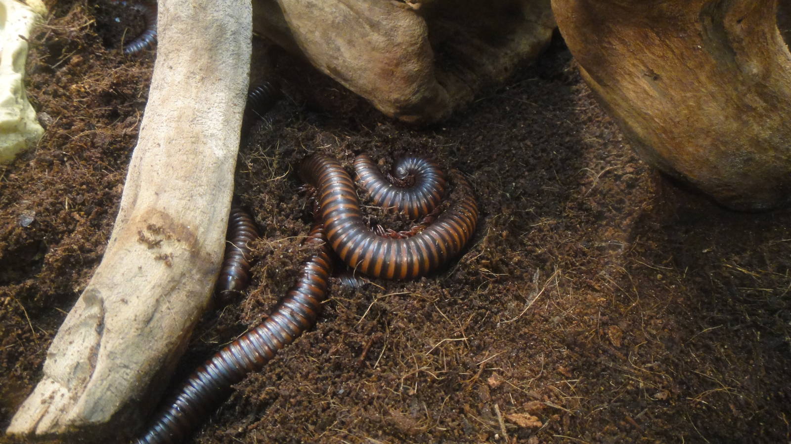 Giant asian millipede at Museum of life and science 2015-1-31