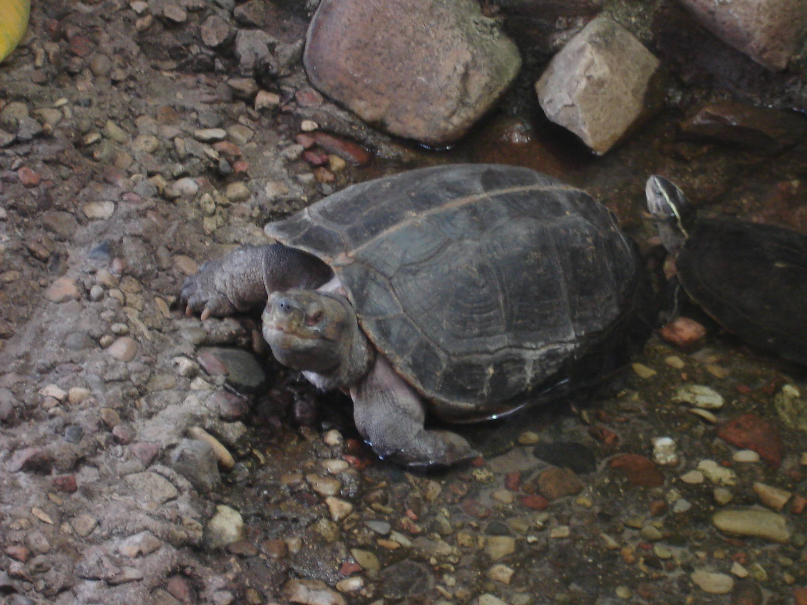 Giant Asian pond turtle and Amboina box turtle