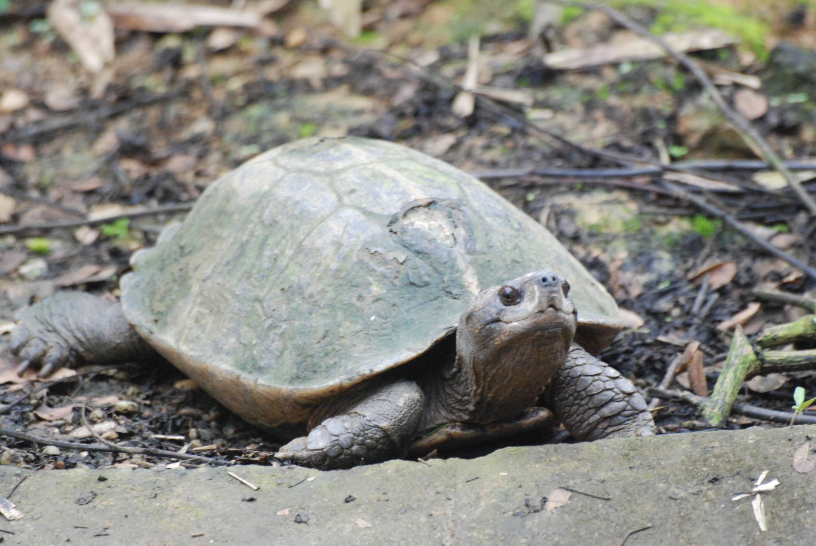 Giant Asian Pond Turtle at the Turtle Centre, Cuc Phuong, 10/03/12