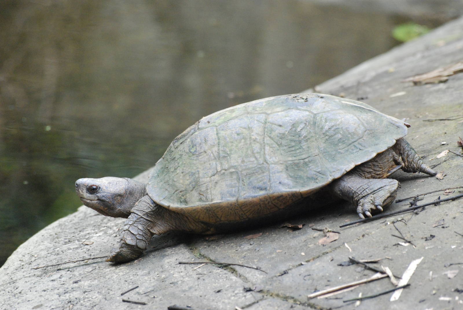 Giant Asian Pond Turtle at the Turtle Centre, Cuc Phuong, 10/03/12