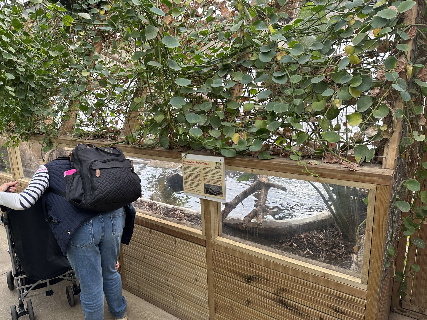 Giant Asian Pond Turtle Enclosure at Johnsons of Old Hurst (October 2023)