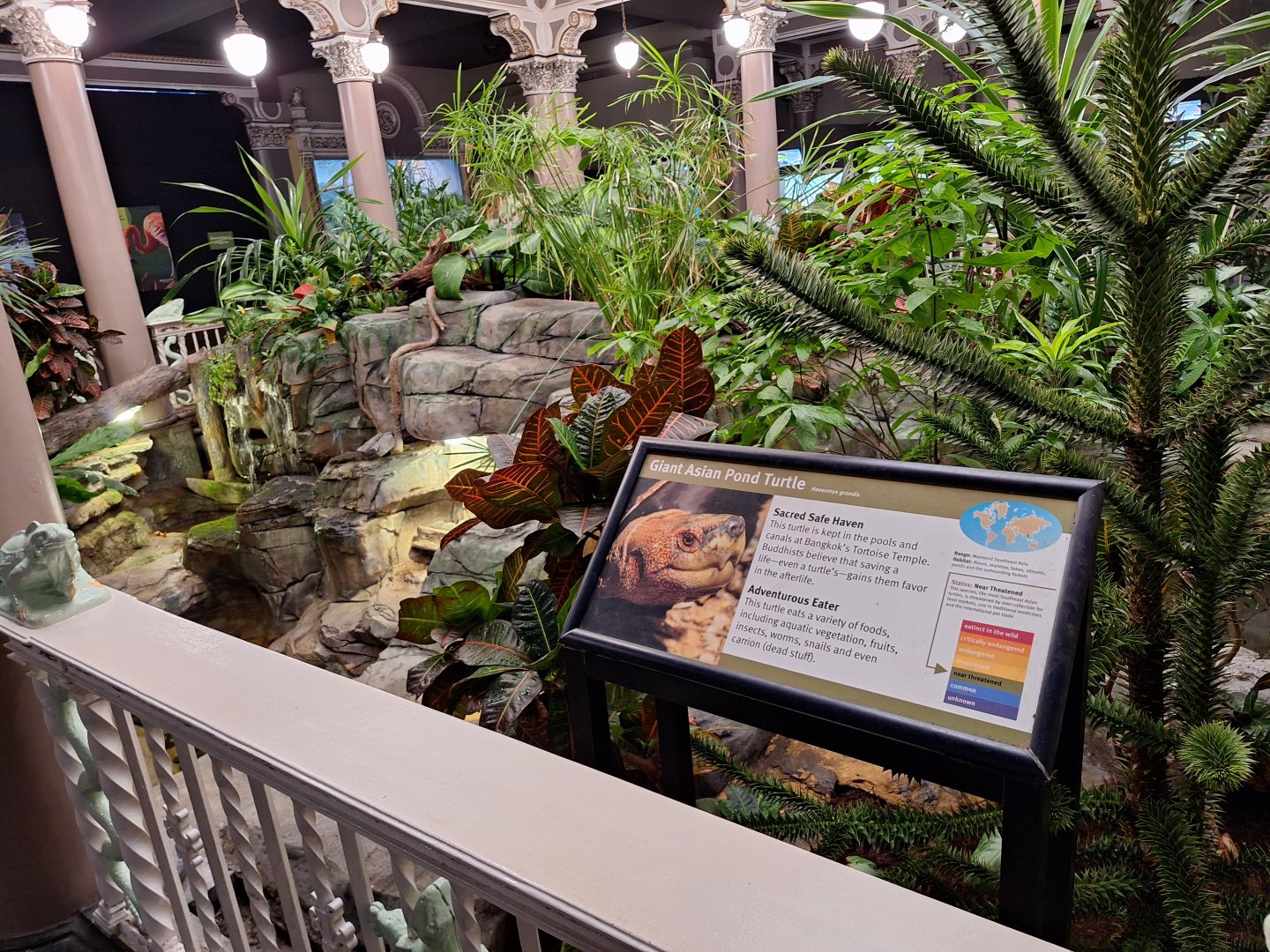 Giant asian pond turtle enclosure