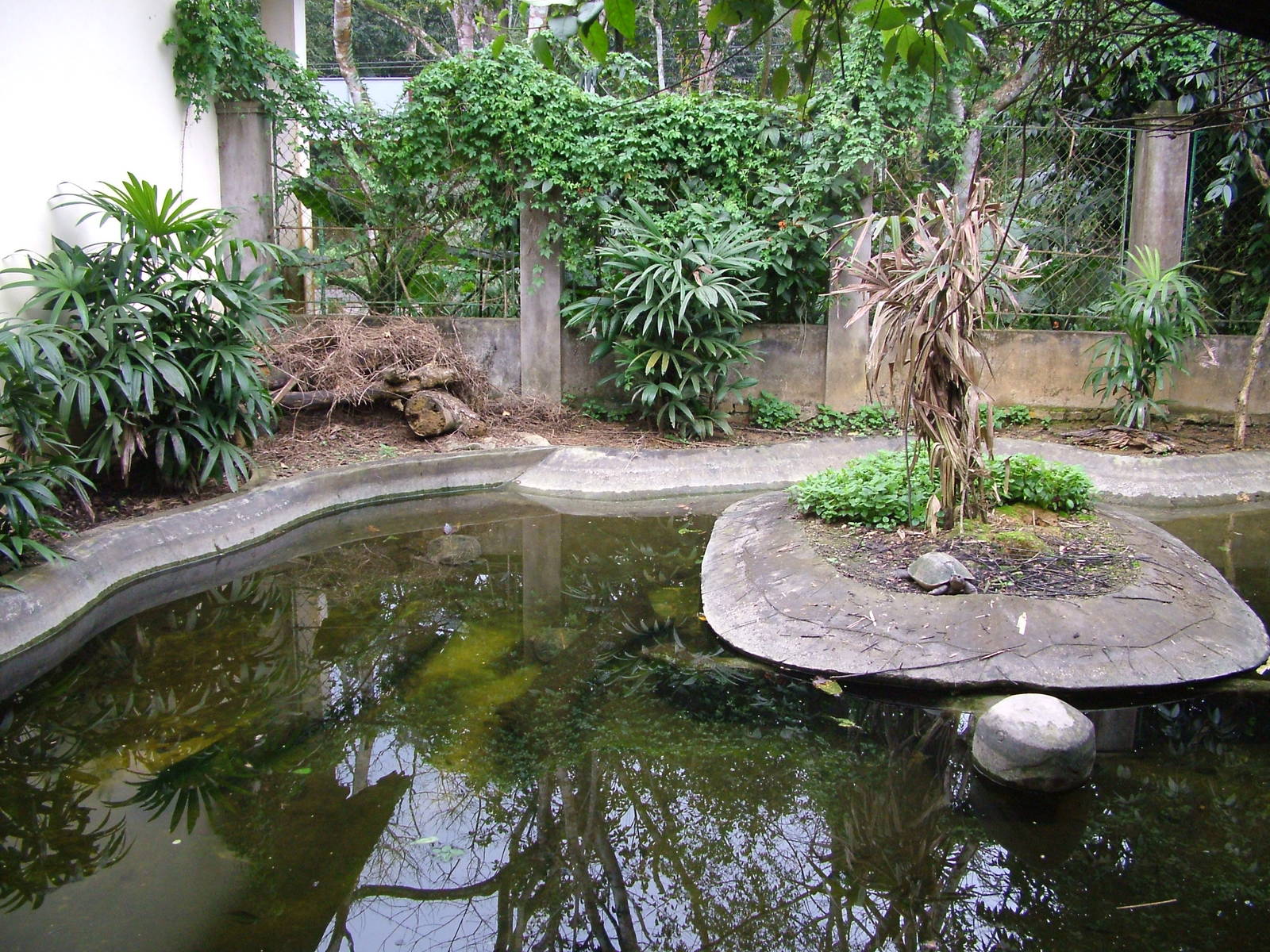 Giant Asian Pond Turtle Exhibit at the Turtle Centre, Cuc Phuong, 10/03/12