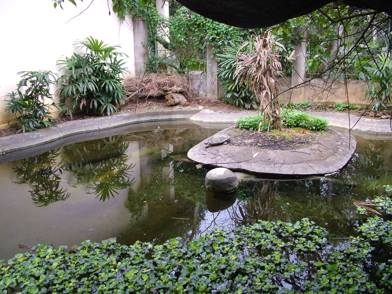 Giant Asian Pond Turtle Exhibit at the Turtle Centre, Cuc Phuong, 10/03/12