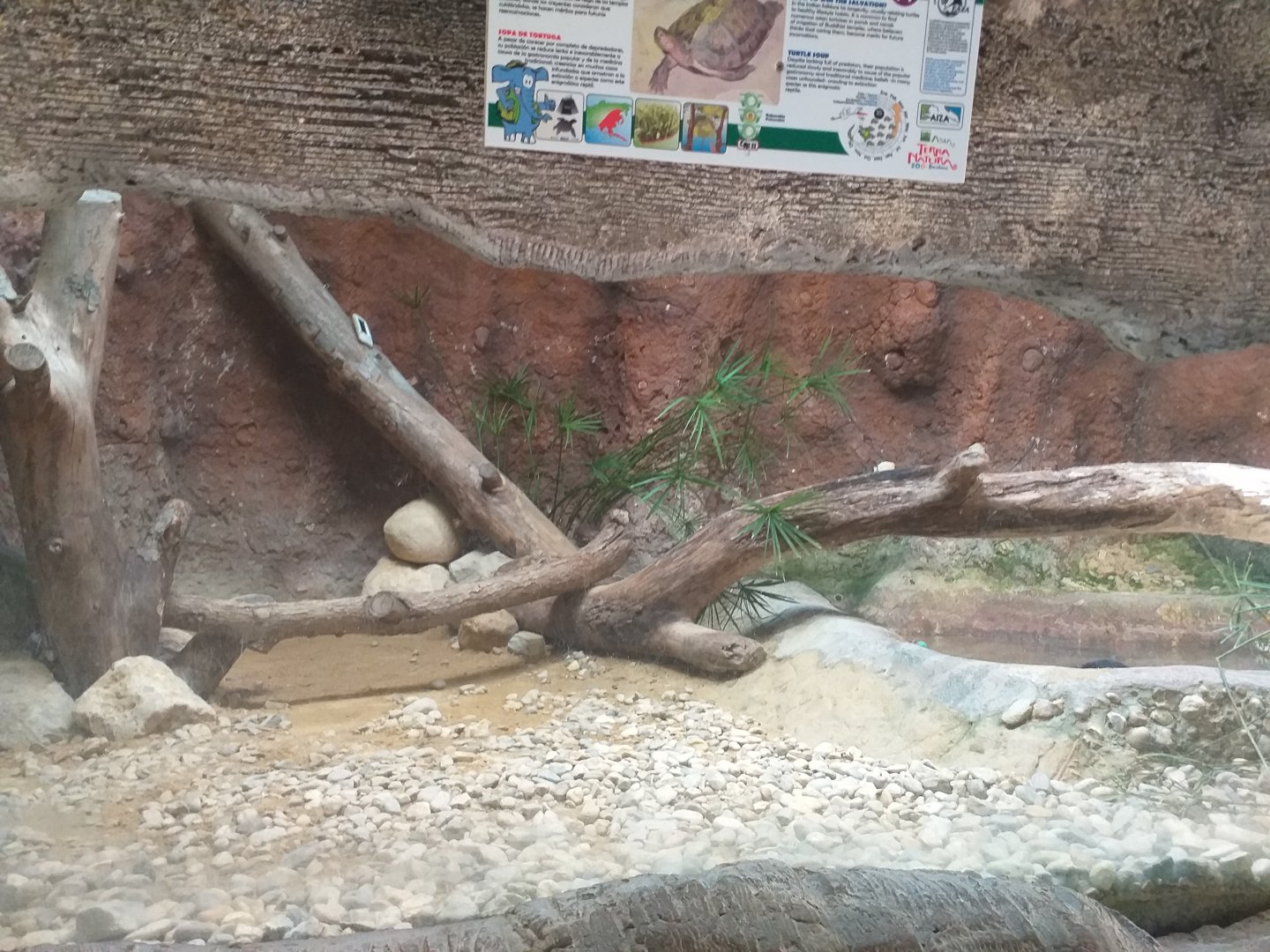 Giant Asian pond turtle exhibit -TerraNatura Benidorm (2021)