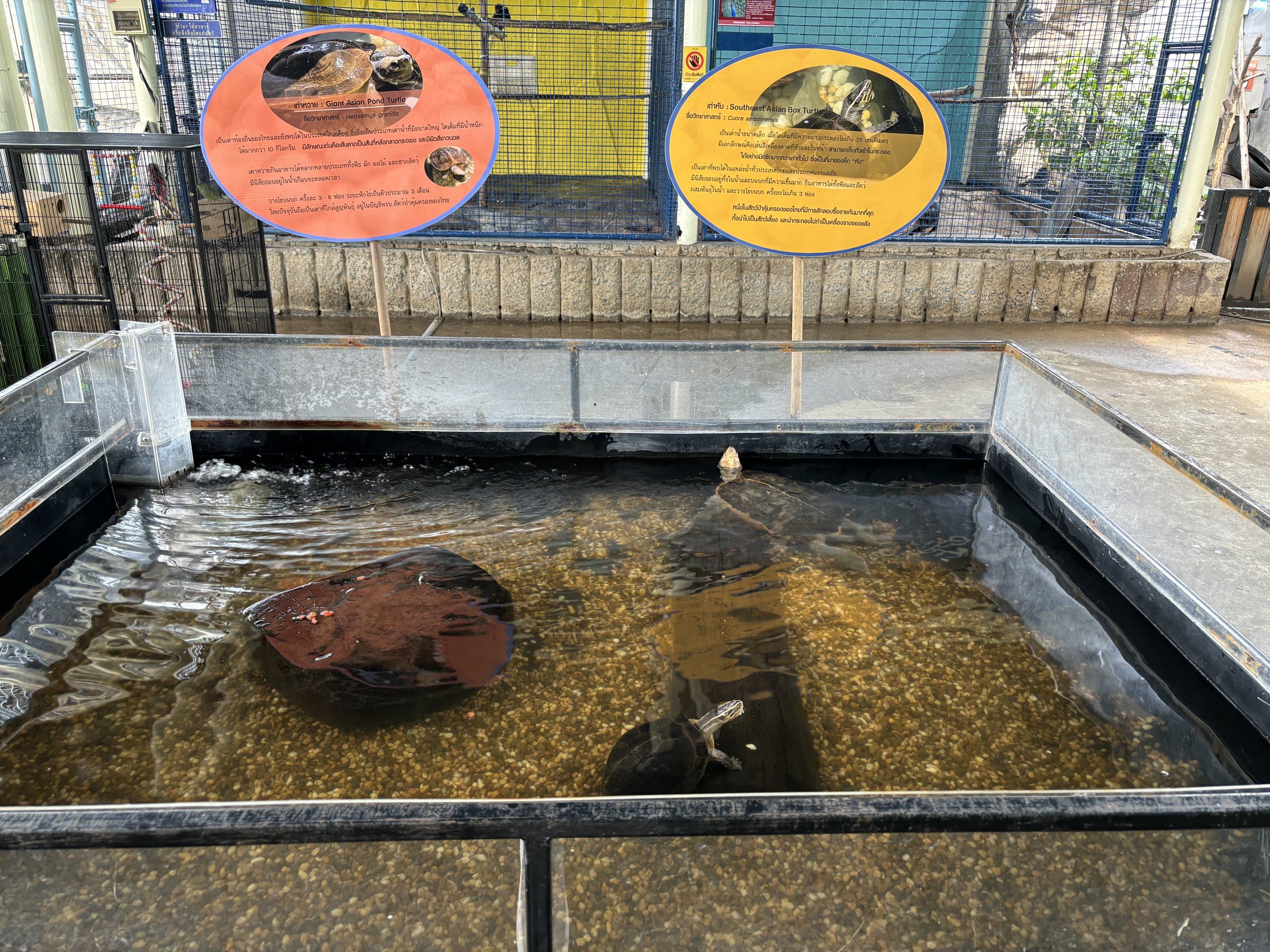 Giant Asian Pond Turtle Exhibit