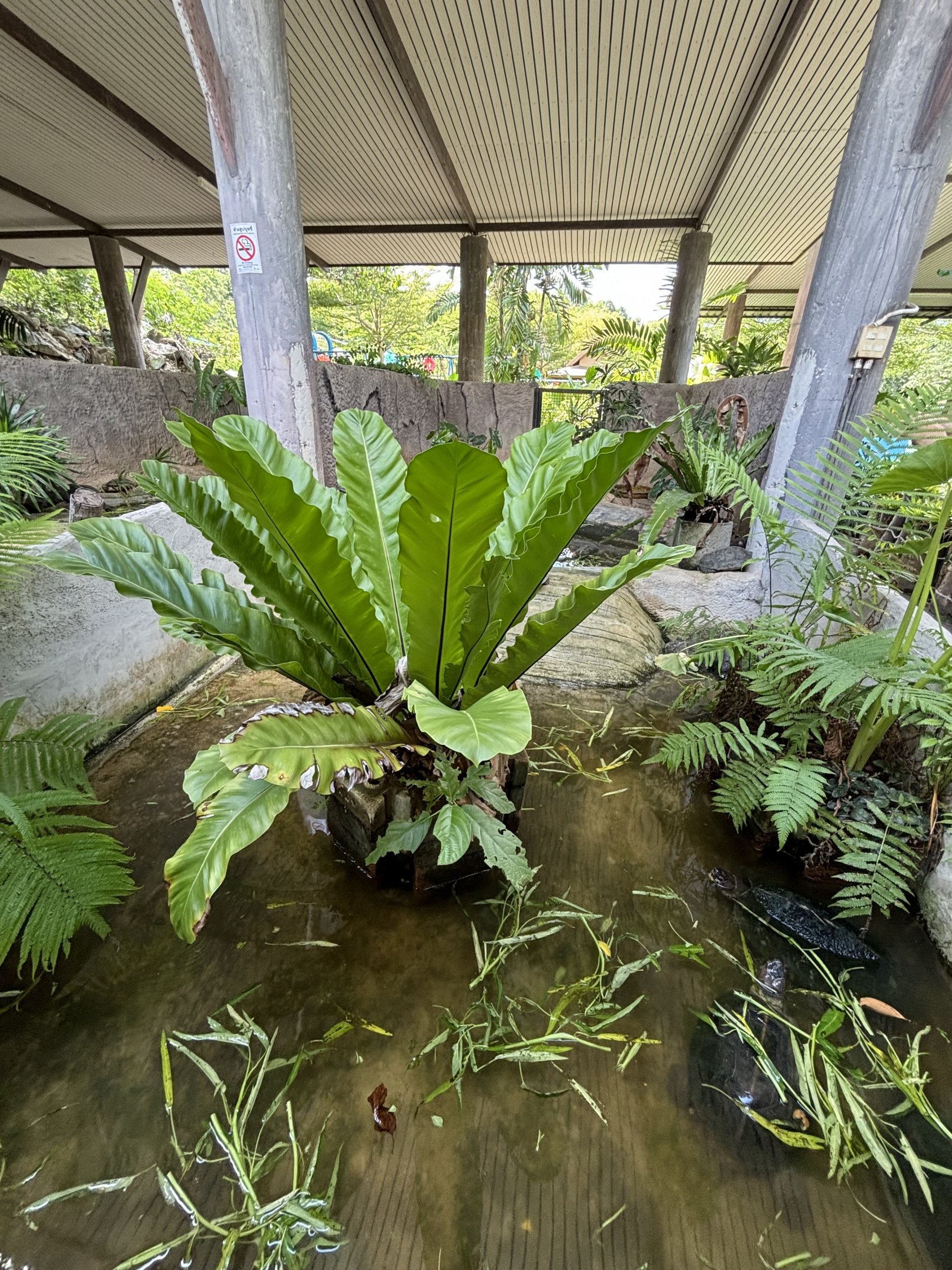 Giant Asian Pond Turtle Exhibit