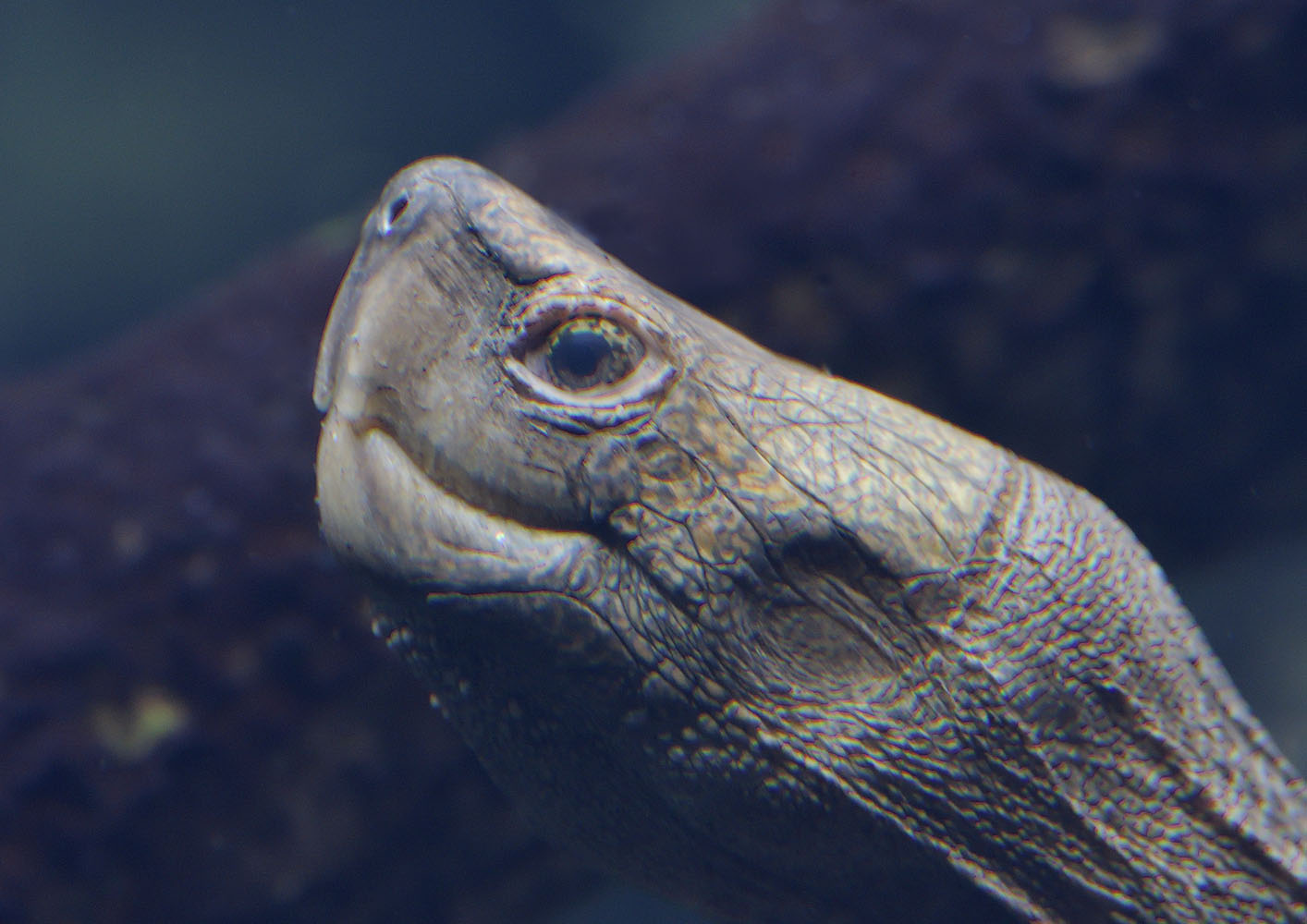 Giant Asian pond turtle, female underwater