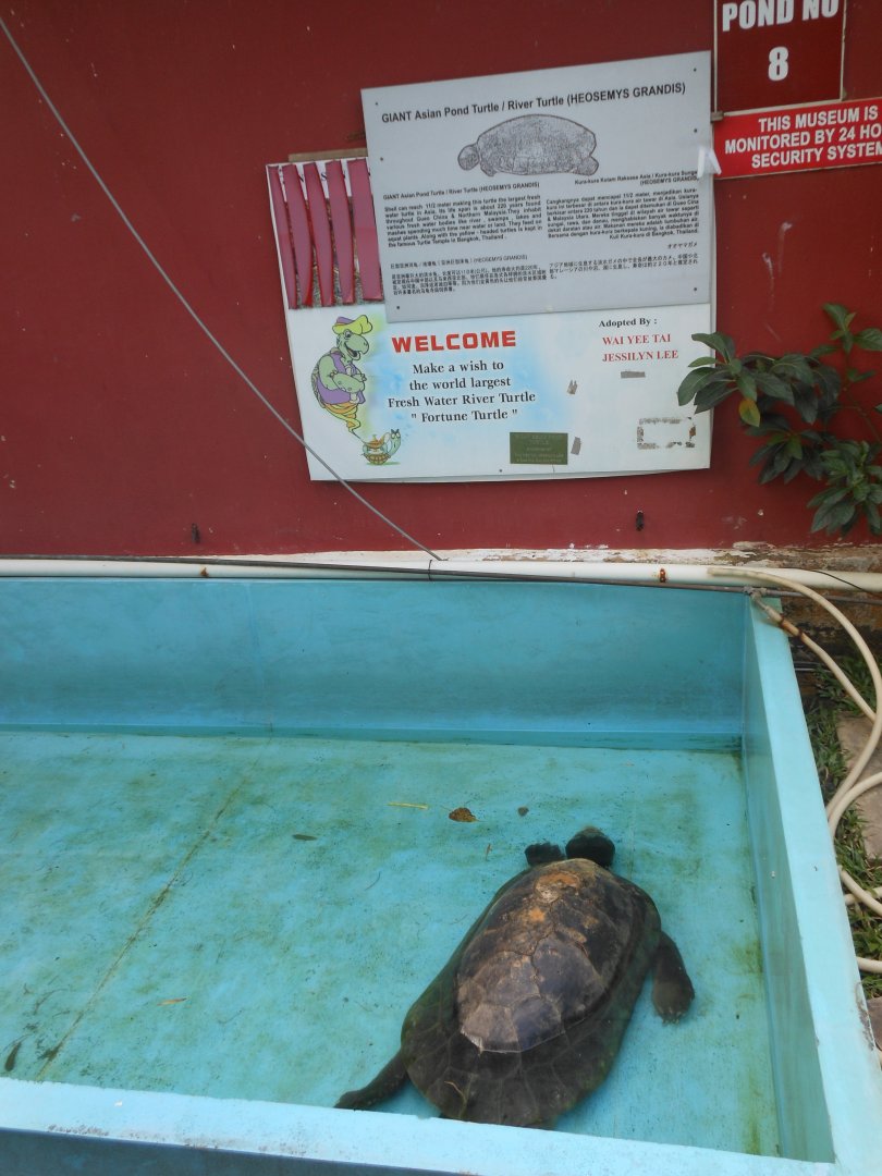 Giant Asian Pond Turtle (Heosemys grandis)