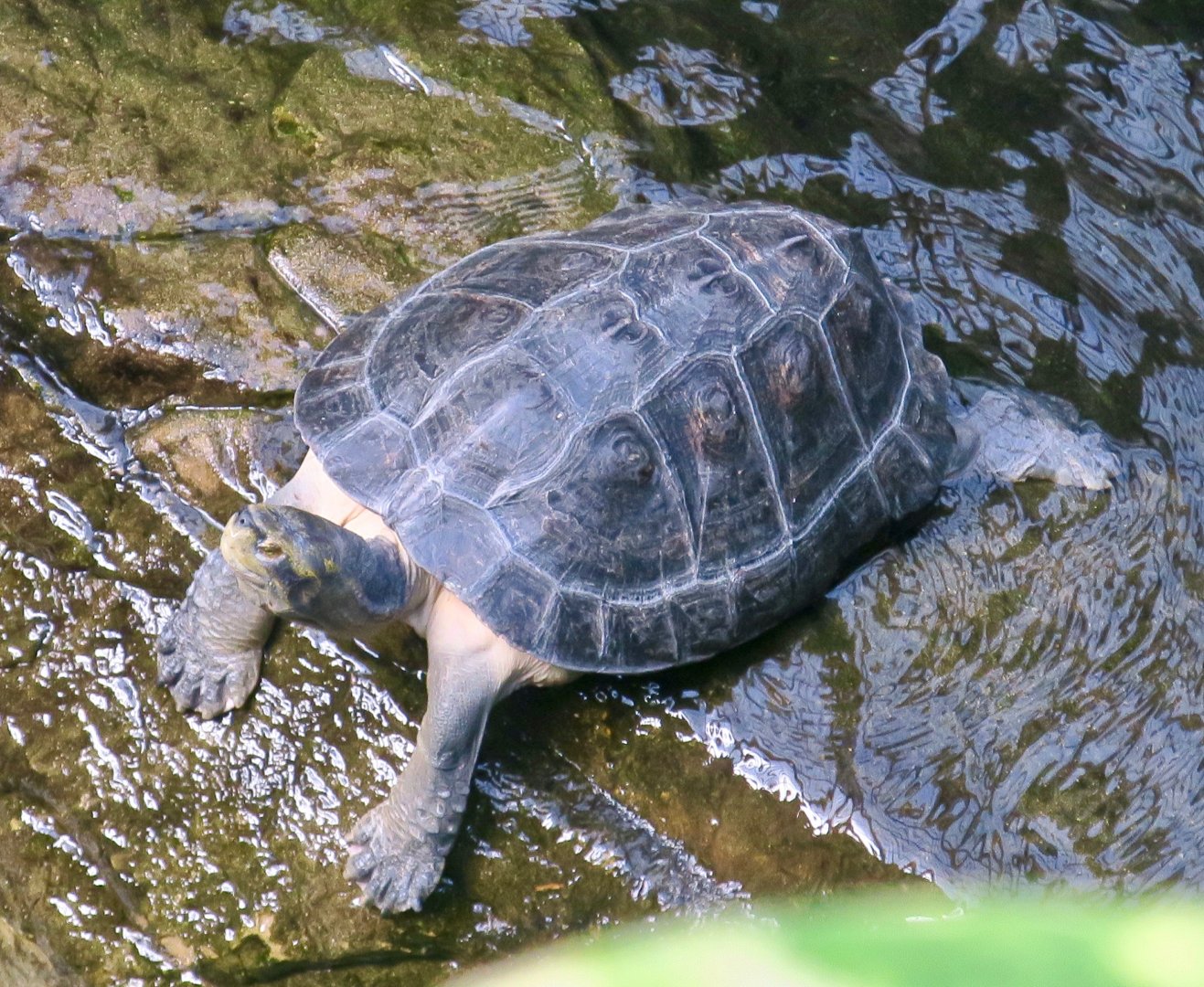 Giant Asian Pond Turtle (Heosemys grandis)