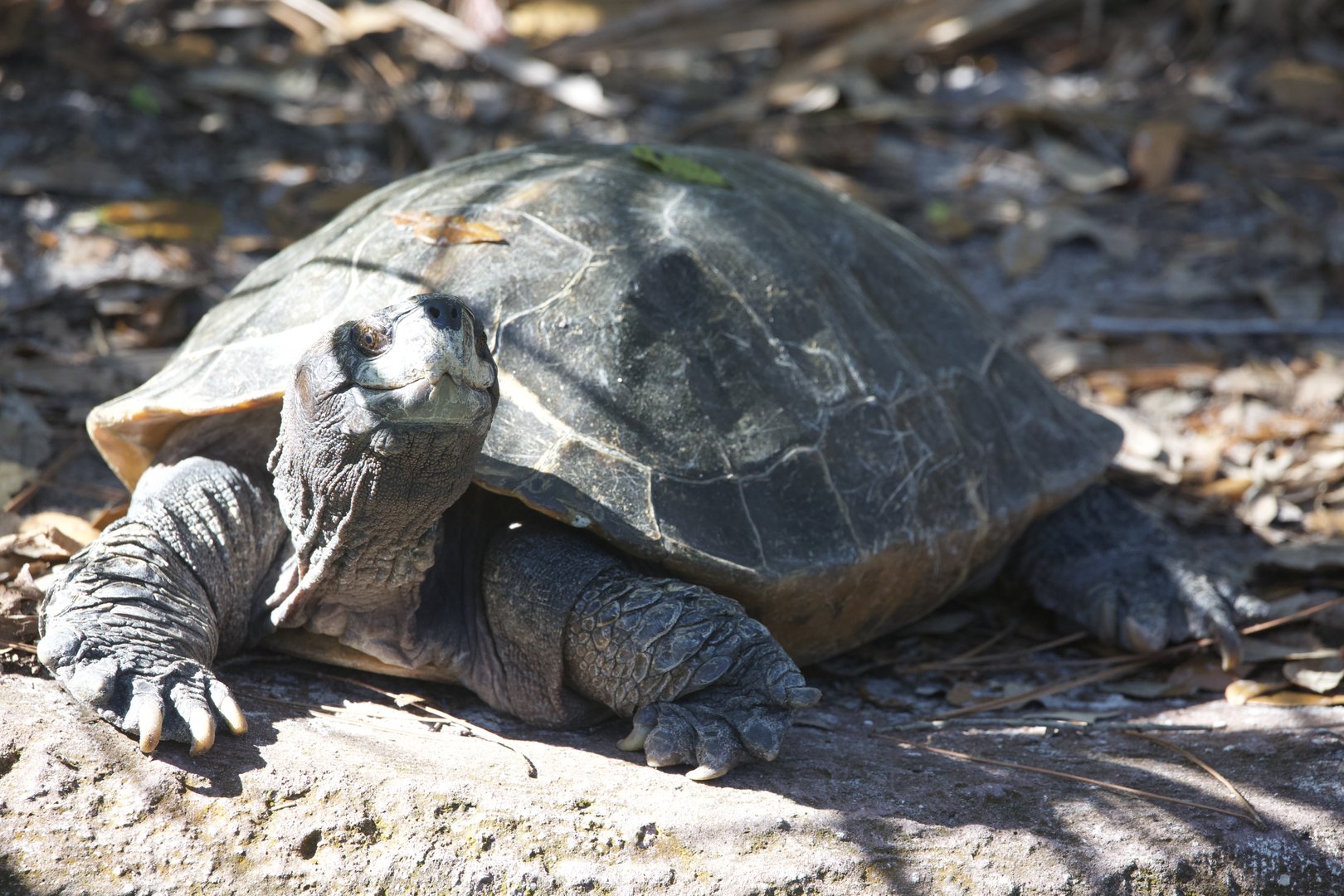 Giant Asian Pond Turtle/ Heosemys grandis