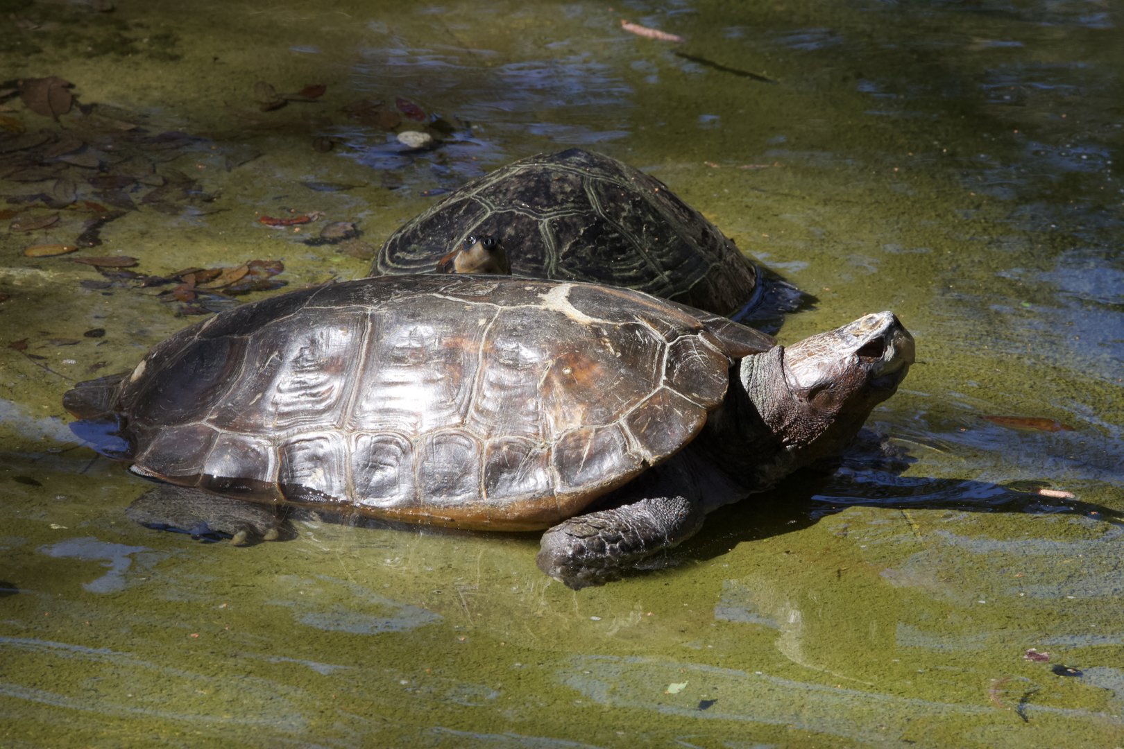 Giant Asian Pond Turtle/ Heosemys grandis
