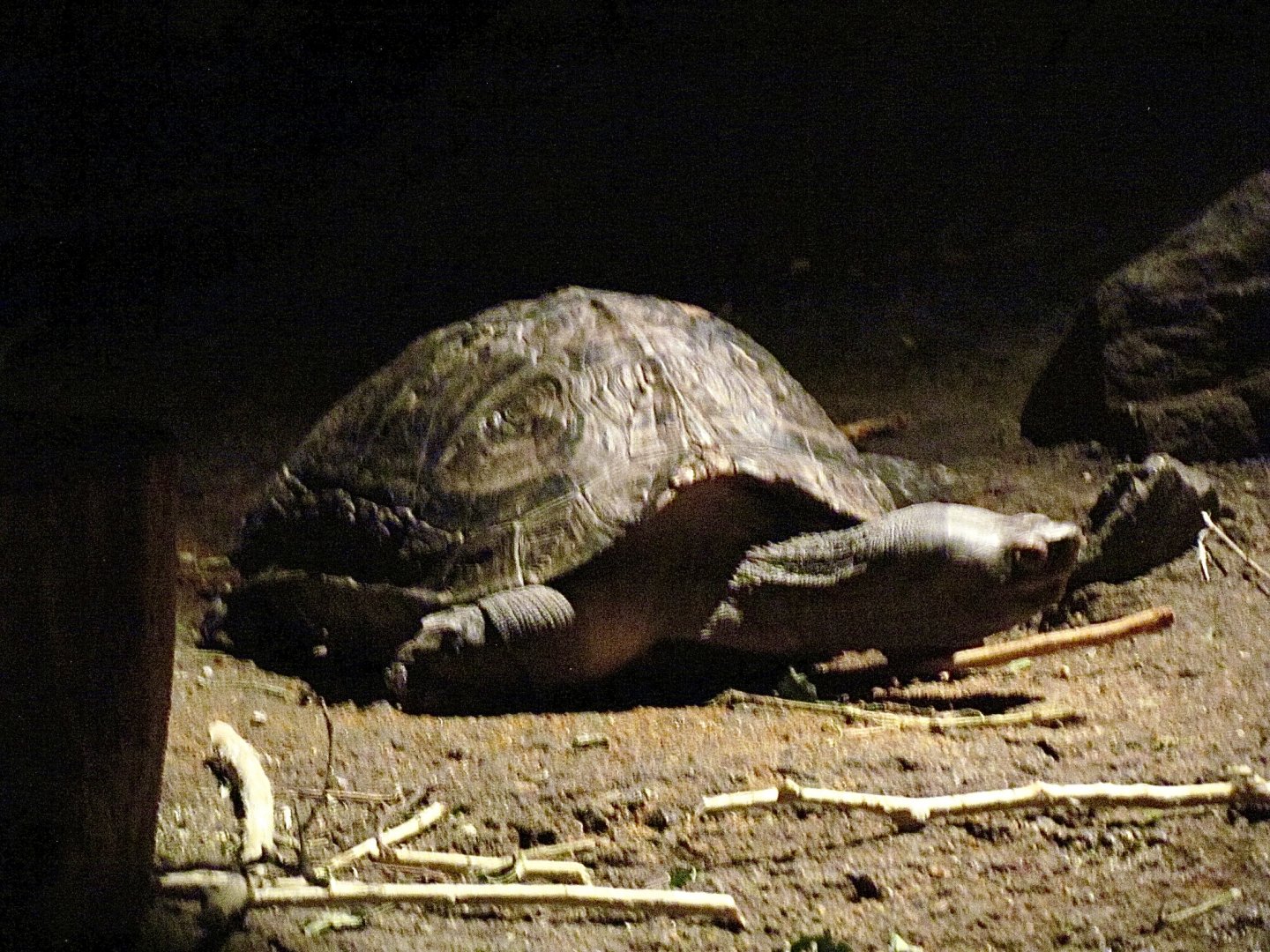 Giant Asian Pond Turtle (Heosemys grandis)