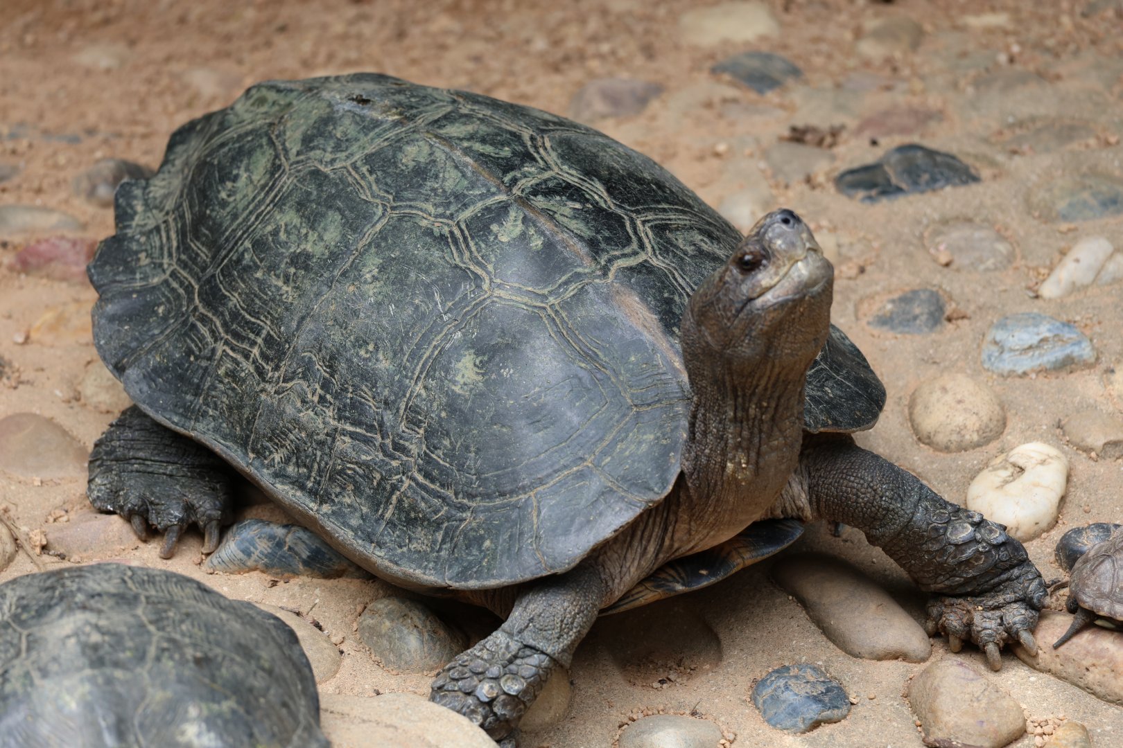 Giant Asian pond turtle (Heosemys grandis)