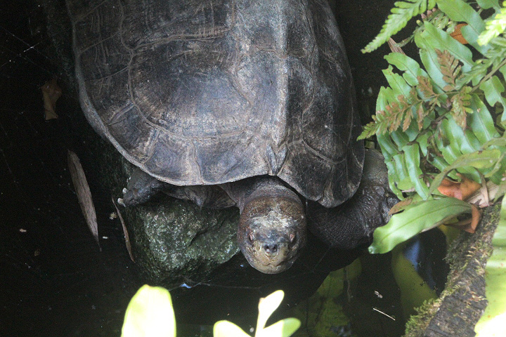 Giant Asian pond turtle (Heosemys grandis)