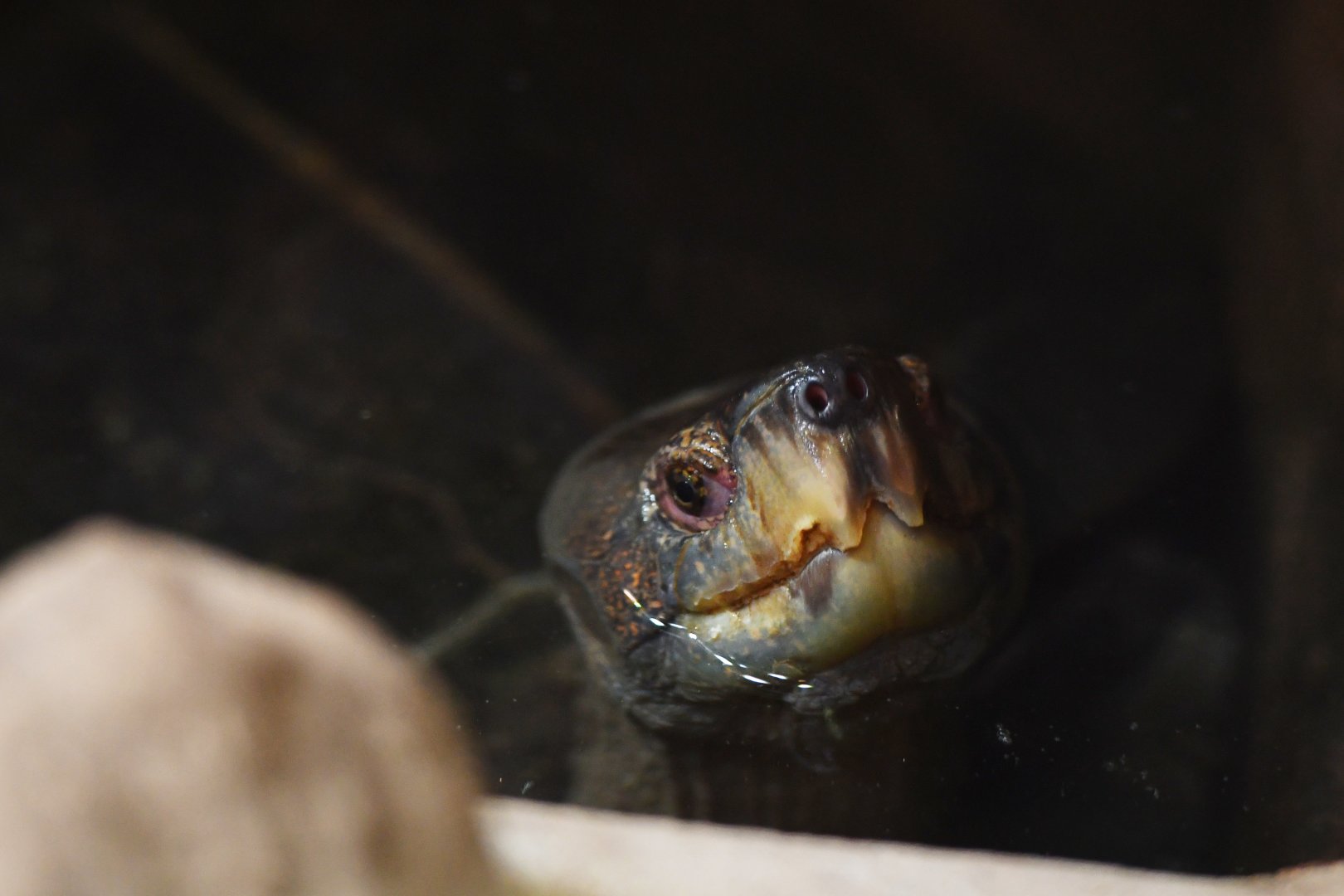 Giant Asian pond turtle Heosemys grandis