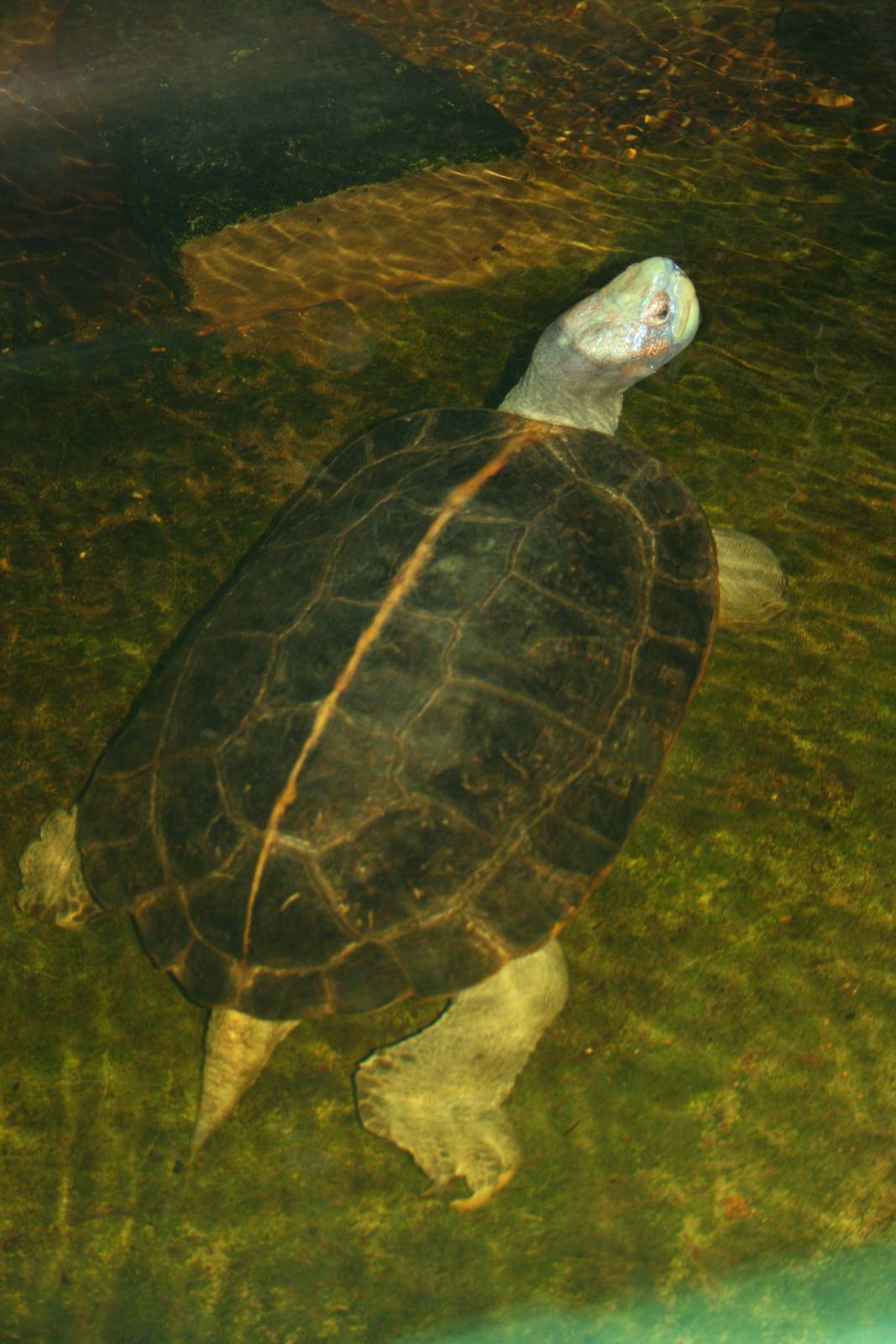 Giant Asian pond turtle; London Zoo; 30th December 2009