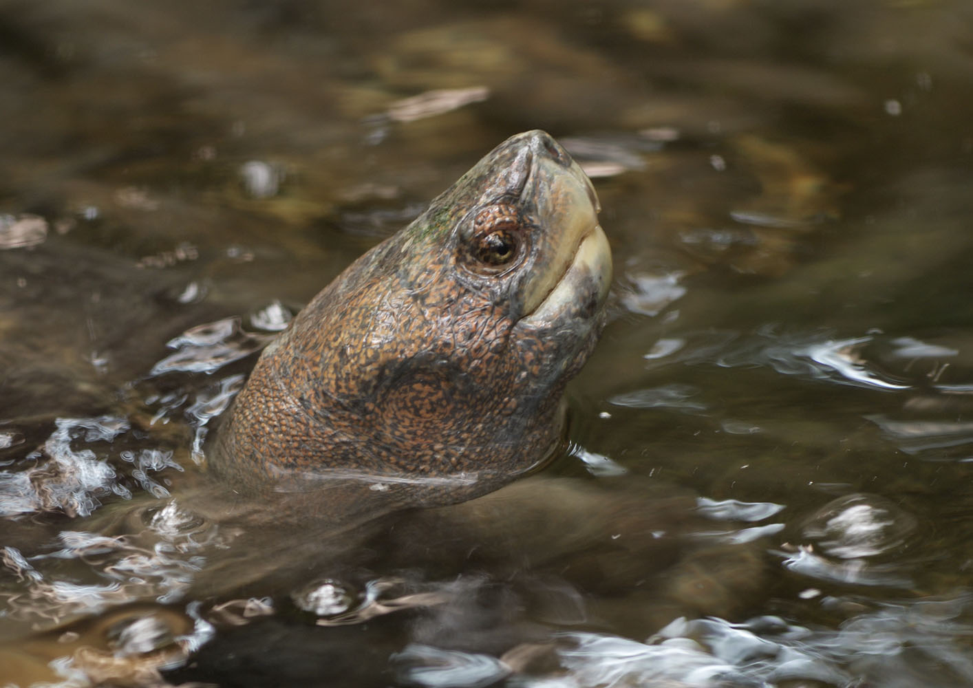 Giant Asian pond turtle, male