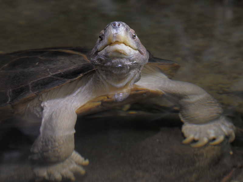 Giant Asian pond turtle.