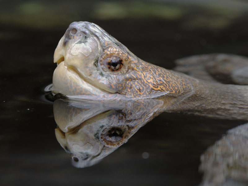 Giant Asian pond turtle