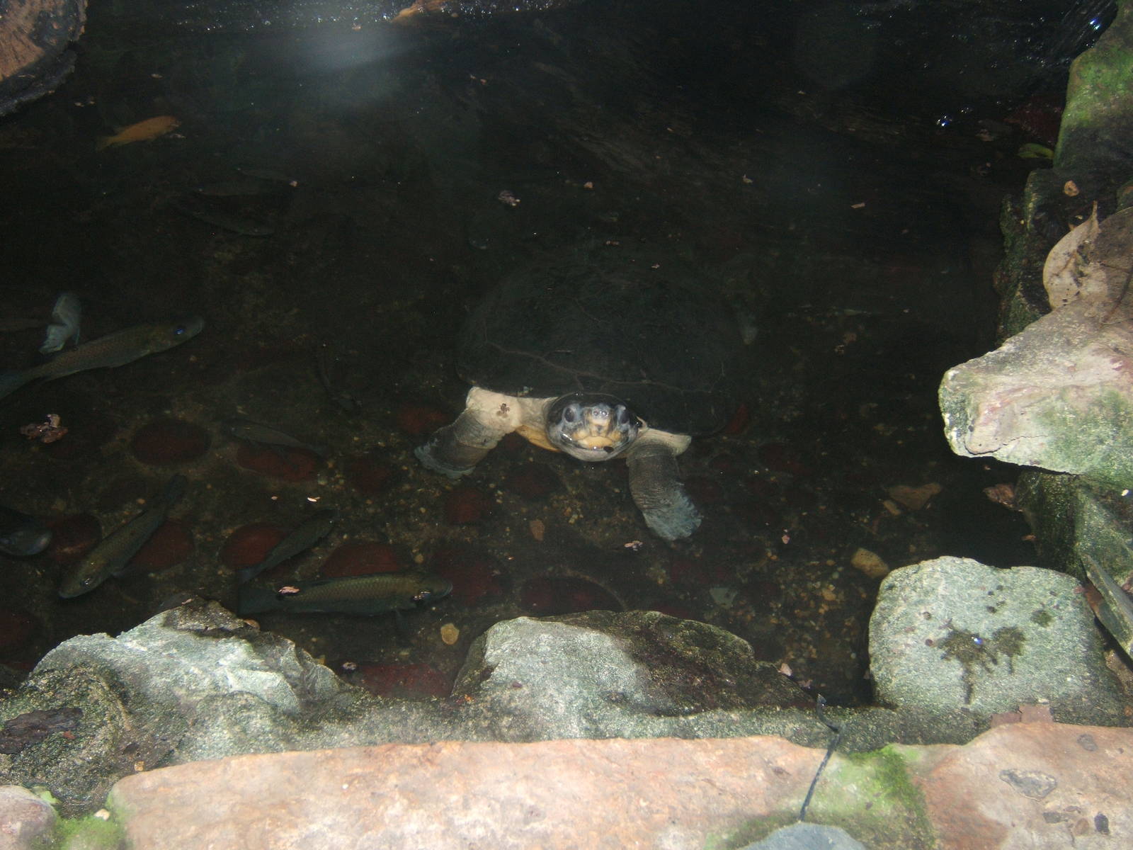 Giant Asian Pond Turtle