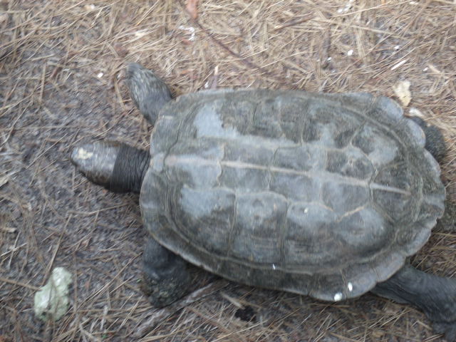 Giant Asian Pond Turtle