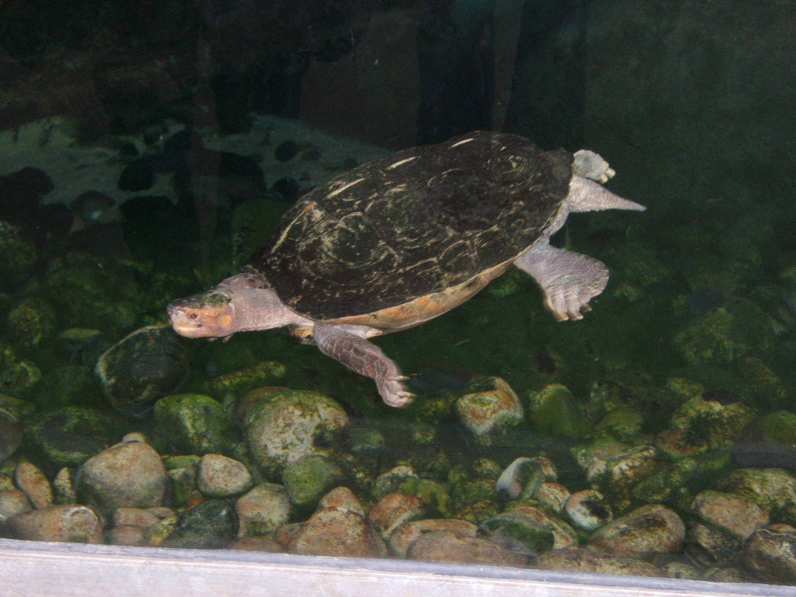 Giant Asian Pond Turtle