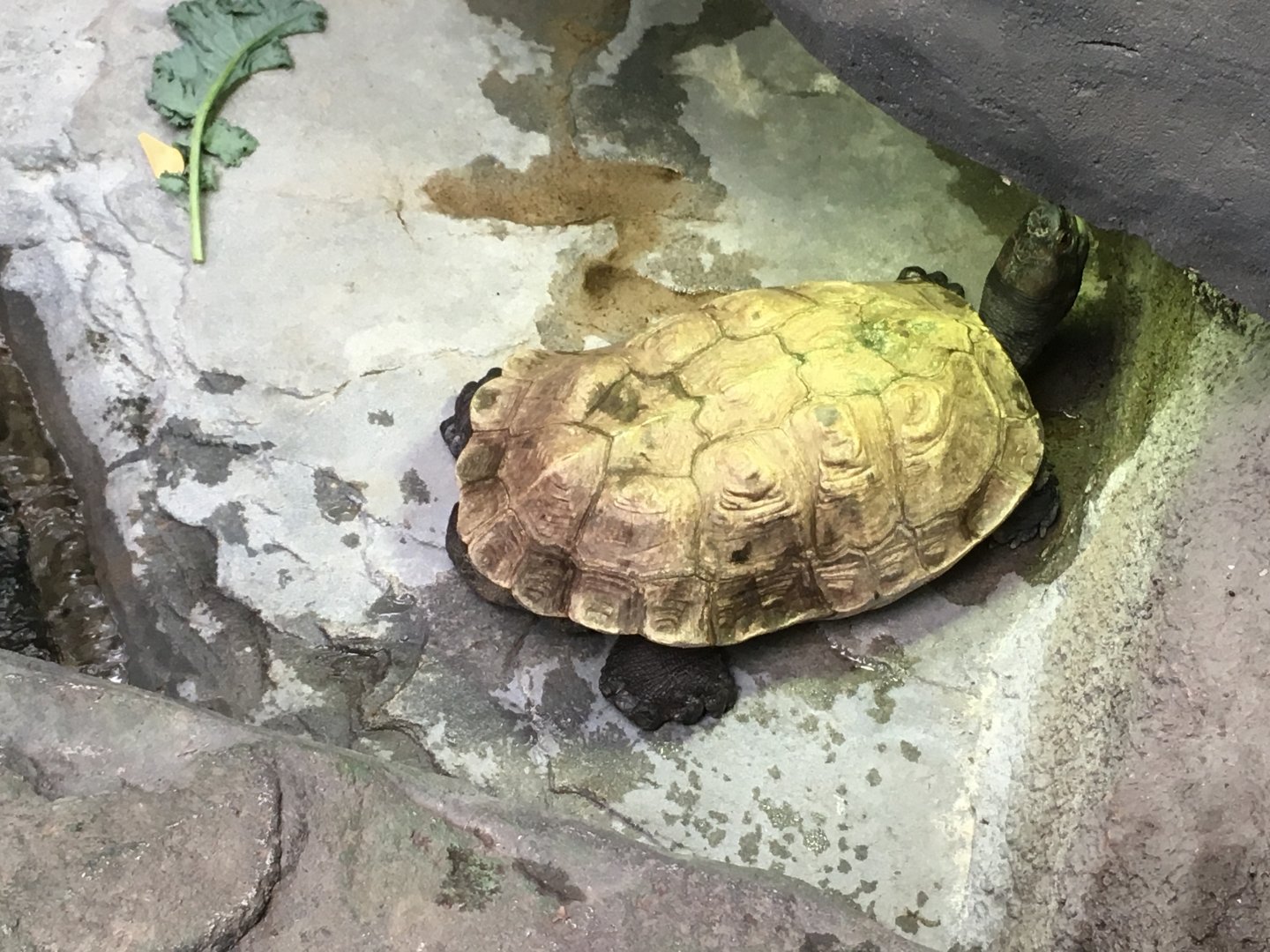 Giant Asian Pond Turtle