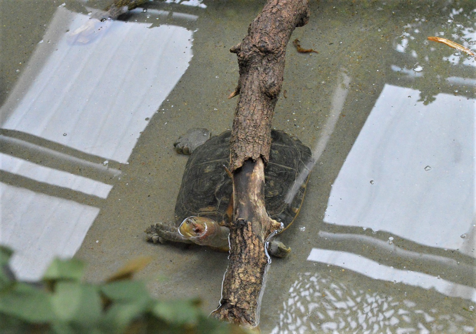 Giant Asian pond turtle