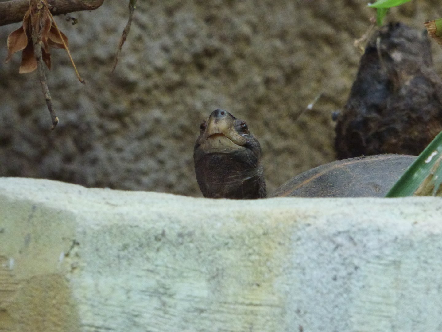 Giant Asian Pond Turtle