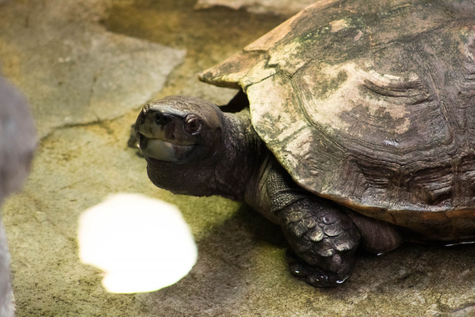 Giant Asian pond turtle