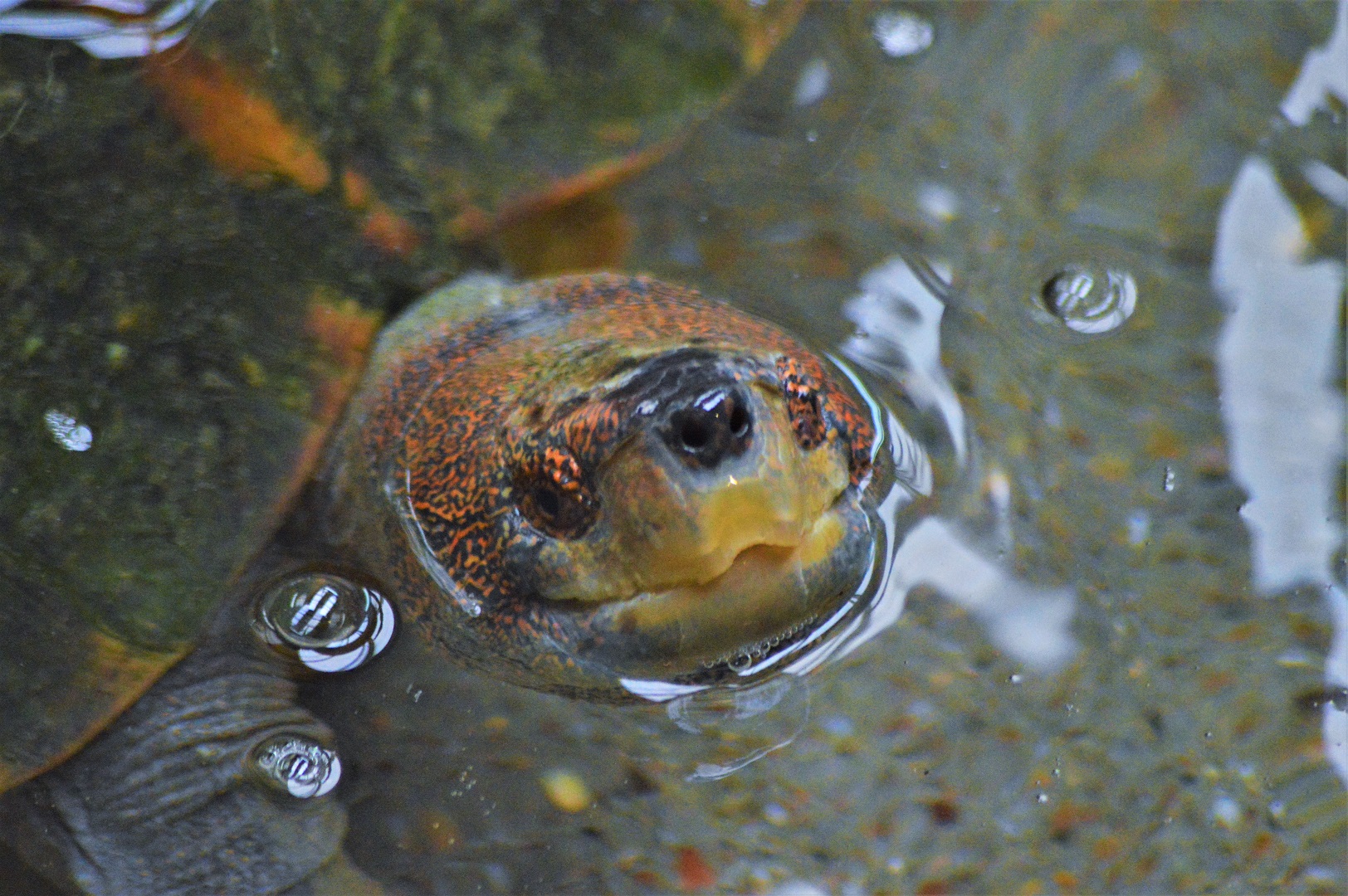 Giant Asian pond turtle