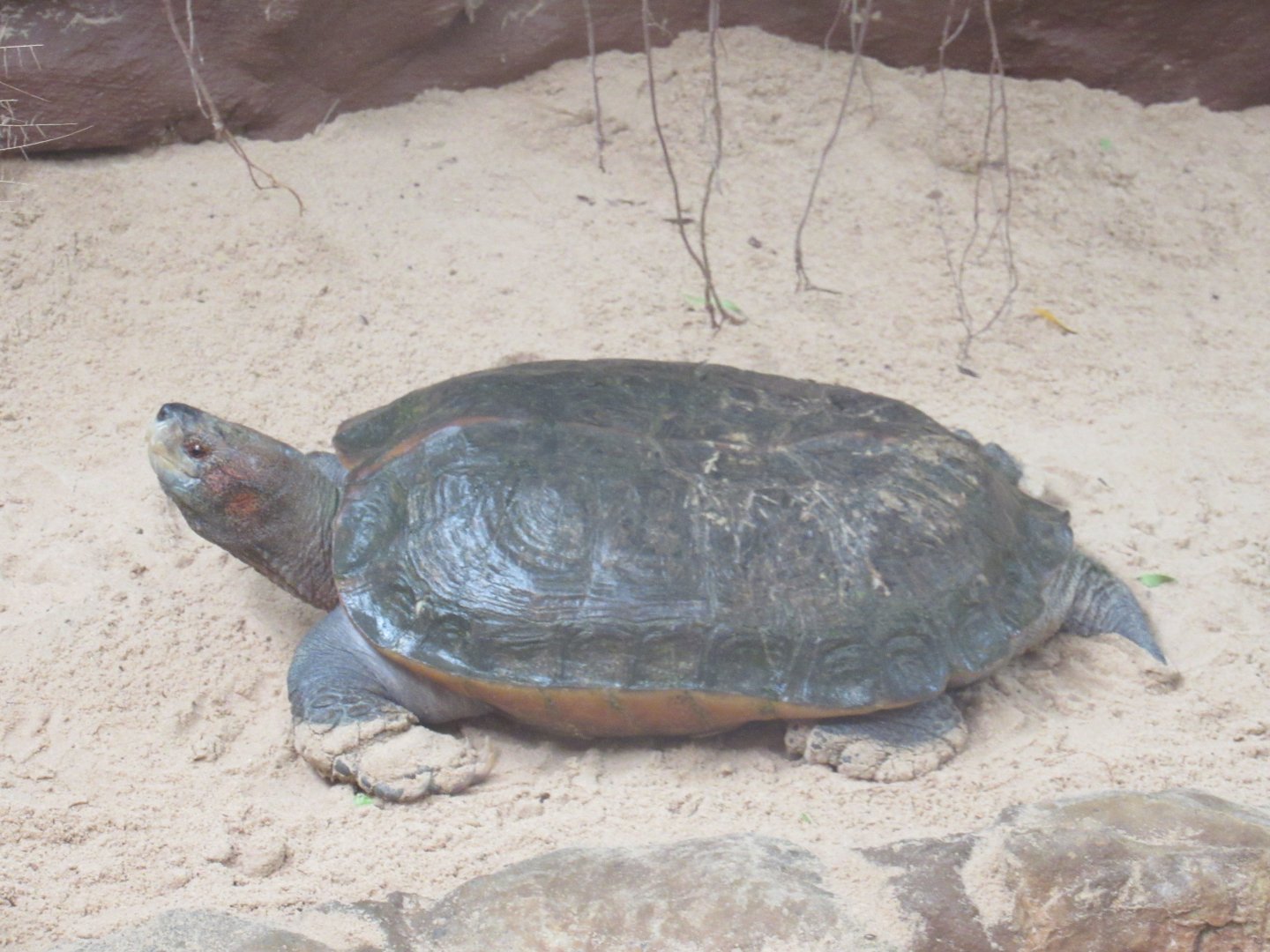 Giant Asian Pond Turtle