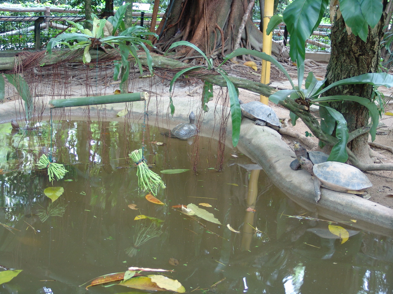 Giant Asian Pond Turtles (Heosemys grandis)