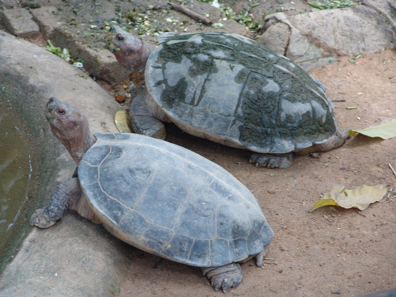 Giant Asian Pond Turtles (Heosemys grandis)
